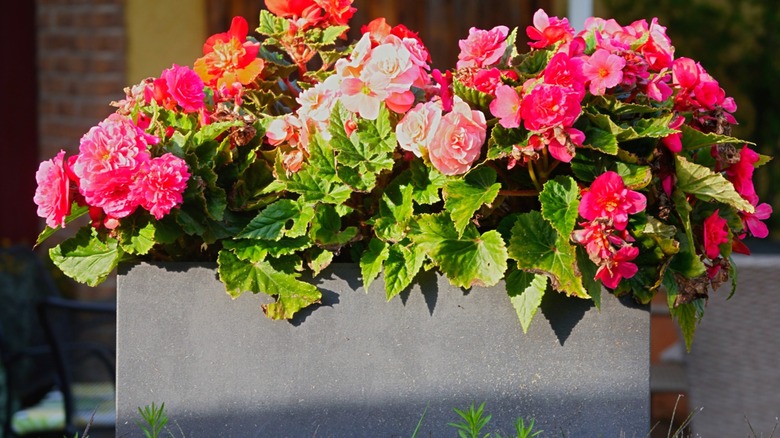Begonia plants in a raised garden bed with pink blooms