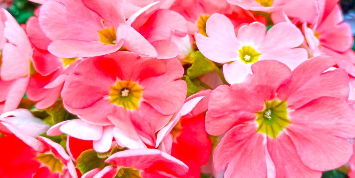 8 Summer-Flowering Bulbs To Plant Now