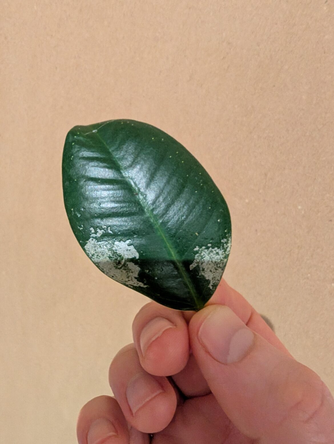 Is this thrip/what to do? Is this thrip/what to do?