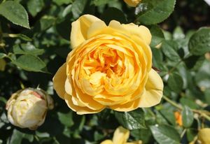 Bring Me Sunshine Rosa bred by David Austin at Albrighton, Shropshire. 