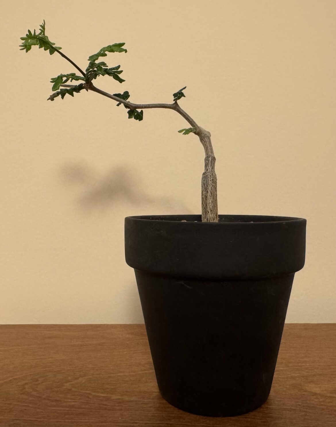 Is this pot deep enough for this commiphora monstruosa?