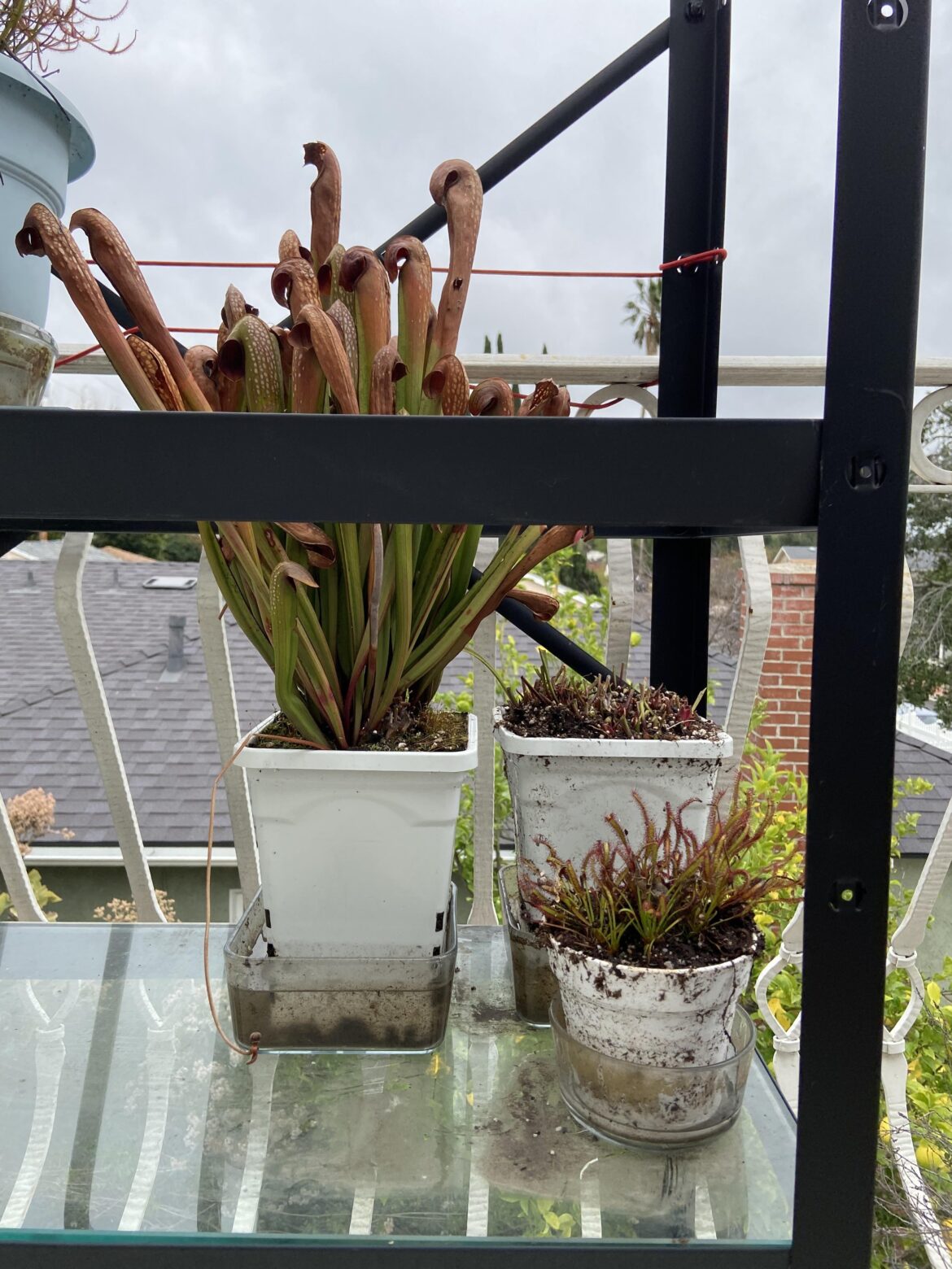 Trimming Sarracenia minor