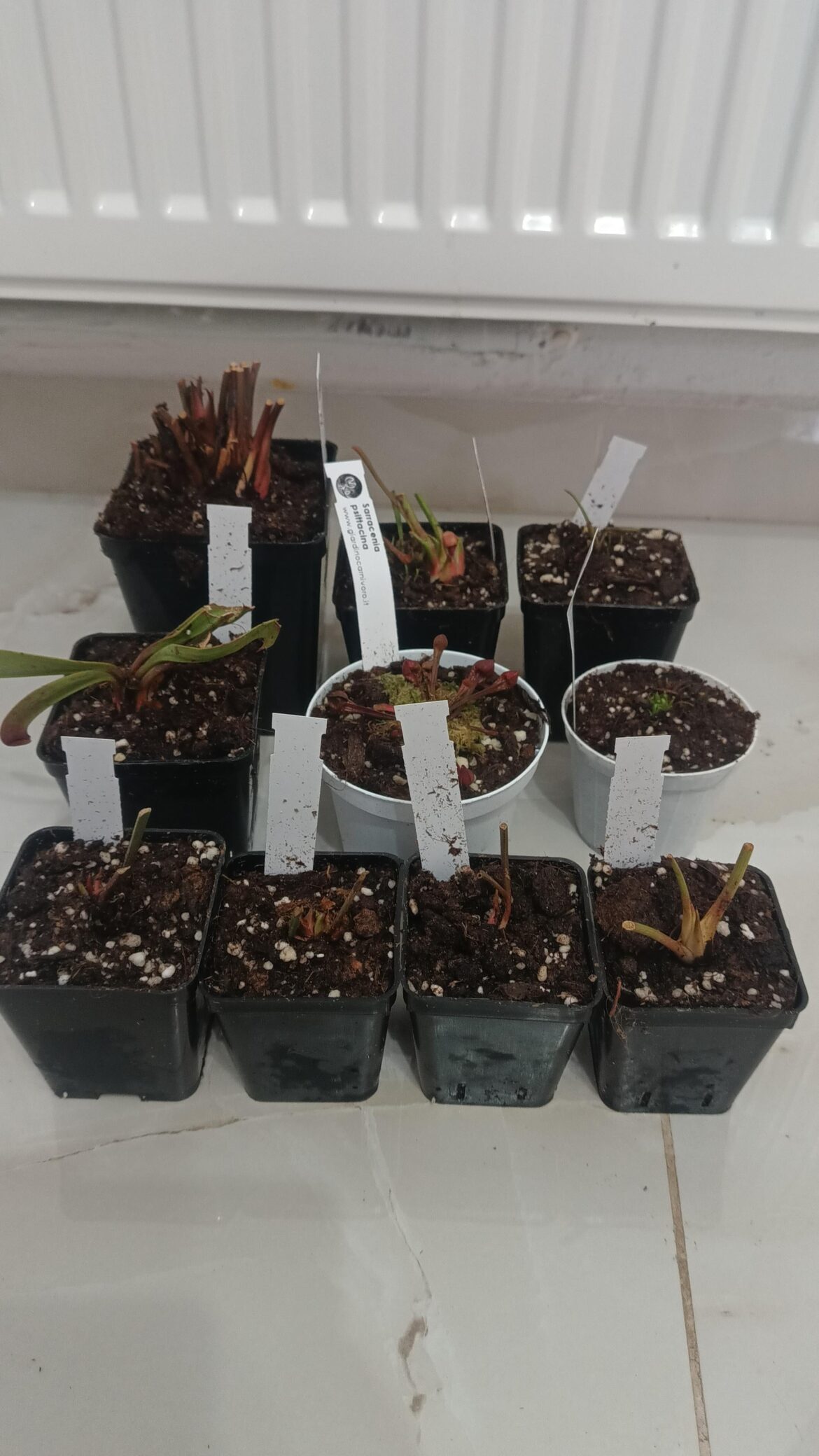 112euros down the drain but here they are