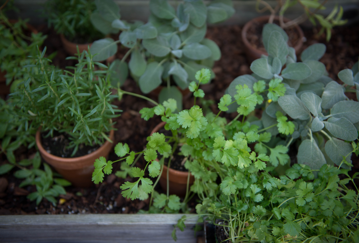 6 Herbs That Will Grow Well in Shade