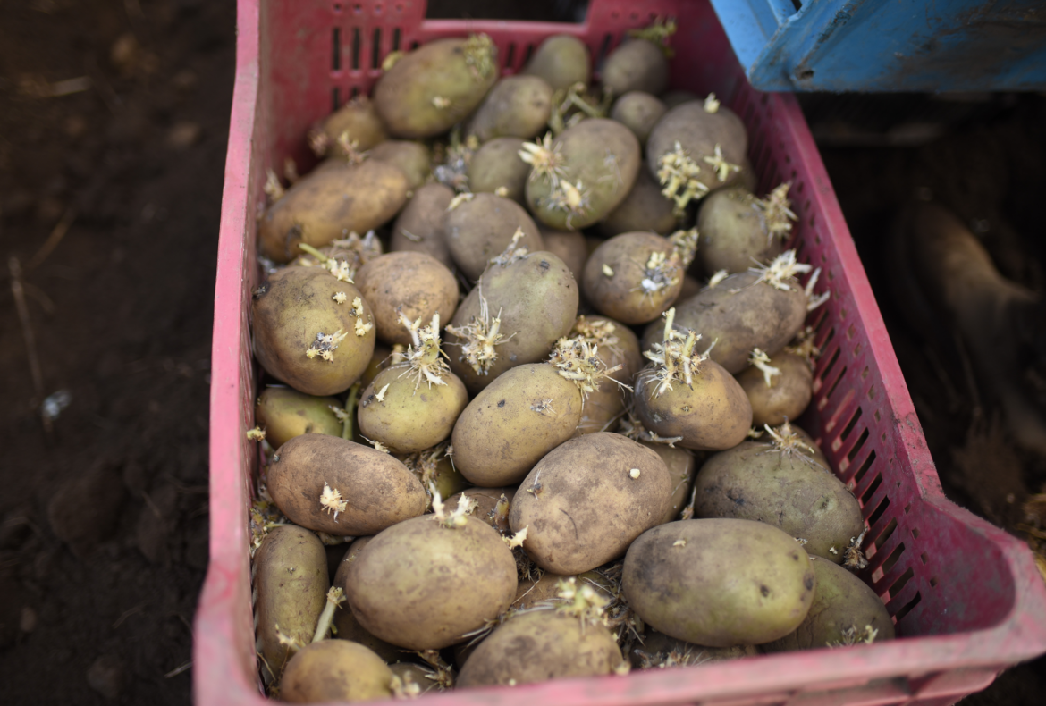 Here’s How to Plant Seed Potatoes for a Bigger Harvest