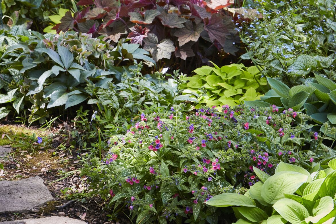 8 Top Spring-Blooming Perennials in the BHG Test Garden