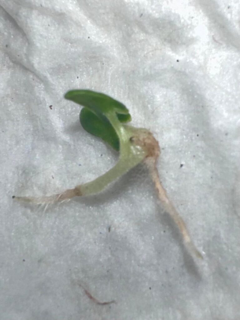 What caused this separate root?