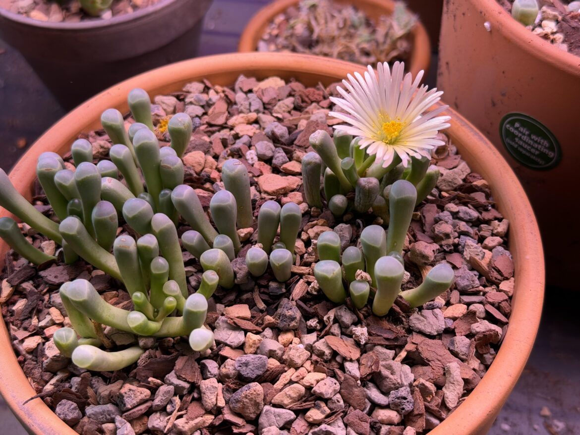 Another Fenestraria aurantiaca bloom