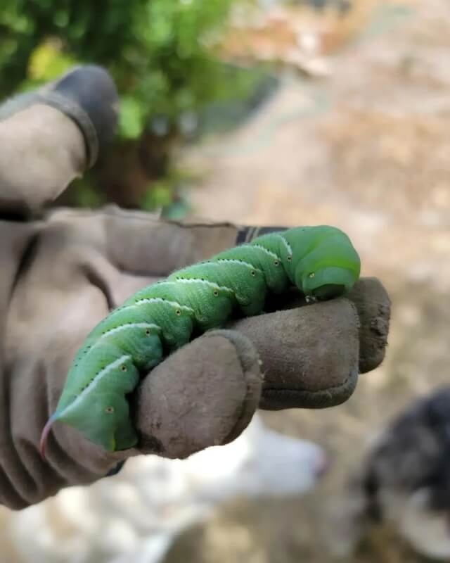 Depending on who you ask, hornworms are either lovely creatures or the stuff of nightmares.