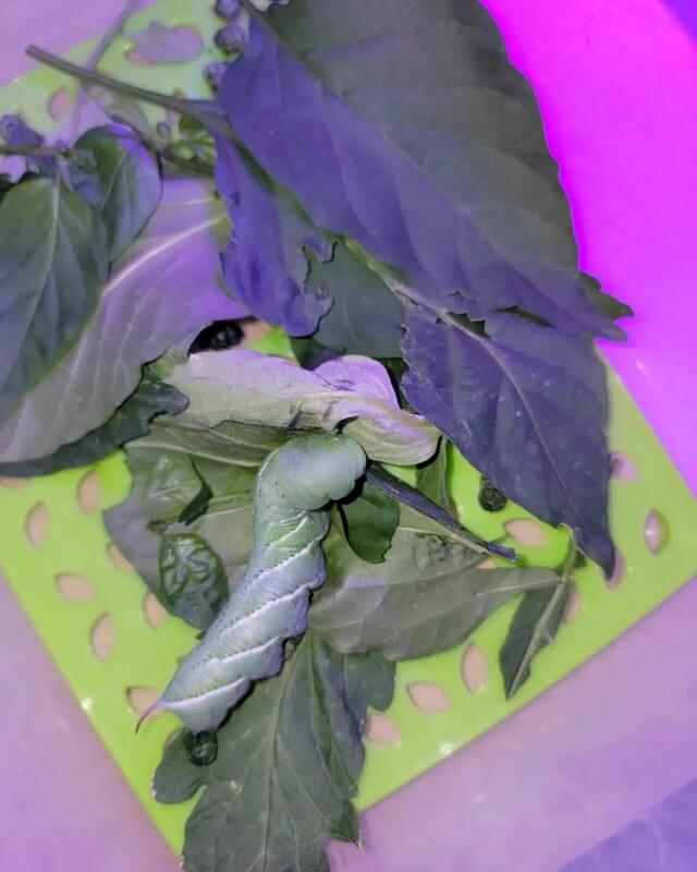 Depending on who you ask, hornworms are either lovely creatures or the stuff of nightmares.