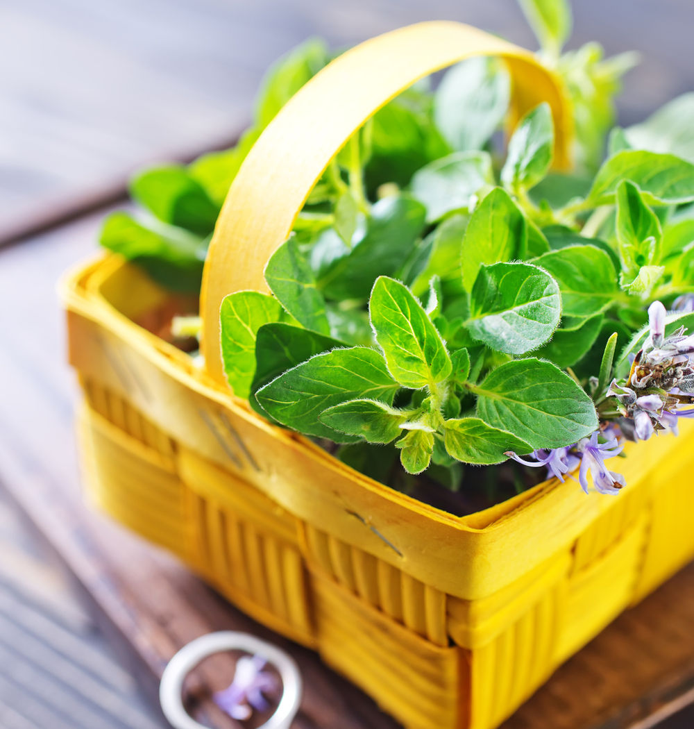fresh herb on kitchen table different kind of herb