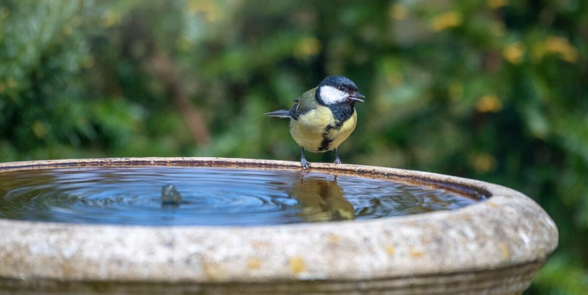 Clever 1p Trick To Keep Bird Baths Algae-Free Clever 1p Trick To Keep Bird Baths Algae-Free