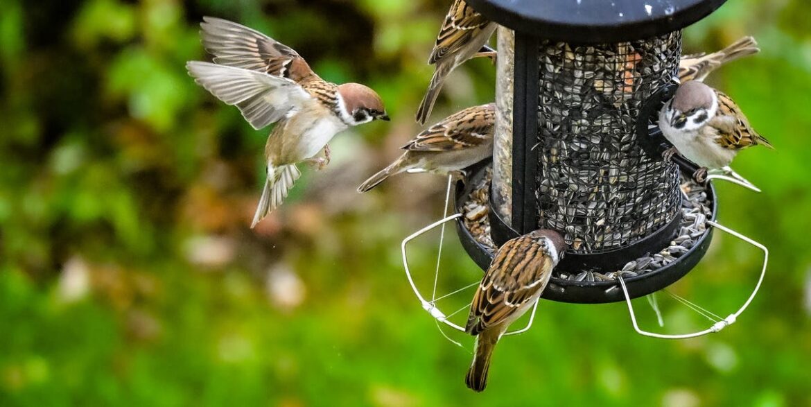 6 Reasons Why Birds Aren’t Coming to Your Yard—and How to Fix It 6 Reasons Why Birds Aren't Coming to Your Yard—and How to Fix It