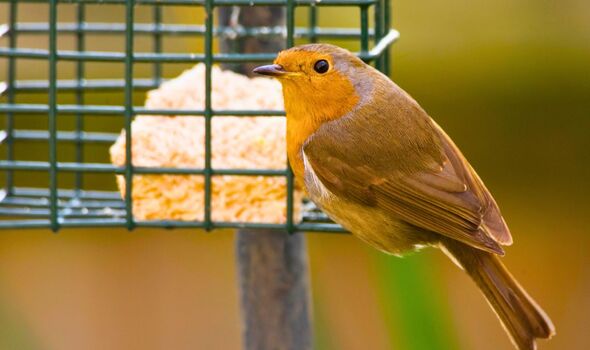 Picture of a robin with rice in a birdfeeder Picture of a robin with rice in a birdfeeder