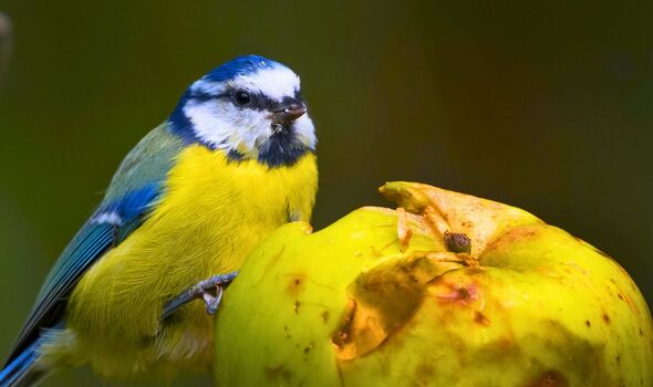 Picture of a bird with a apple Picture of a bird with a apple
