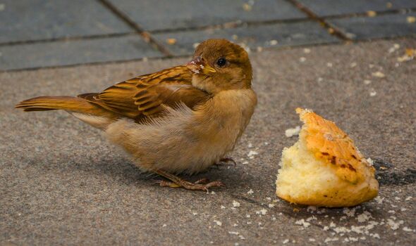 Picture of a bird eating bread 