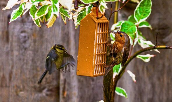 Picture of a robin and another bird at a bird feeder Picture of a robin and another bird at a bird feeder