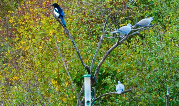 Picture of magpies and pigeons around a birdfeeder Picture of magpies and pigeons around a birdfeeder