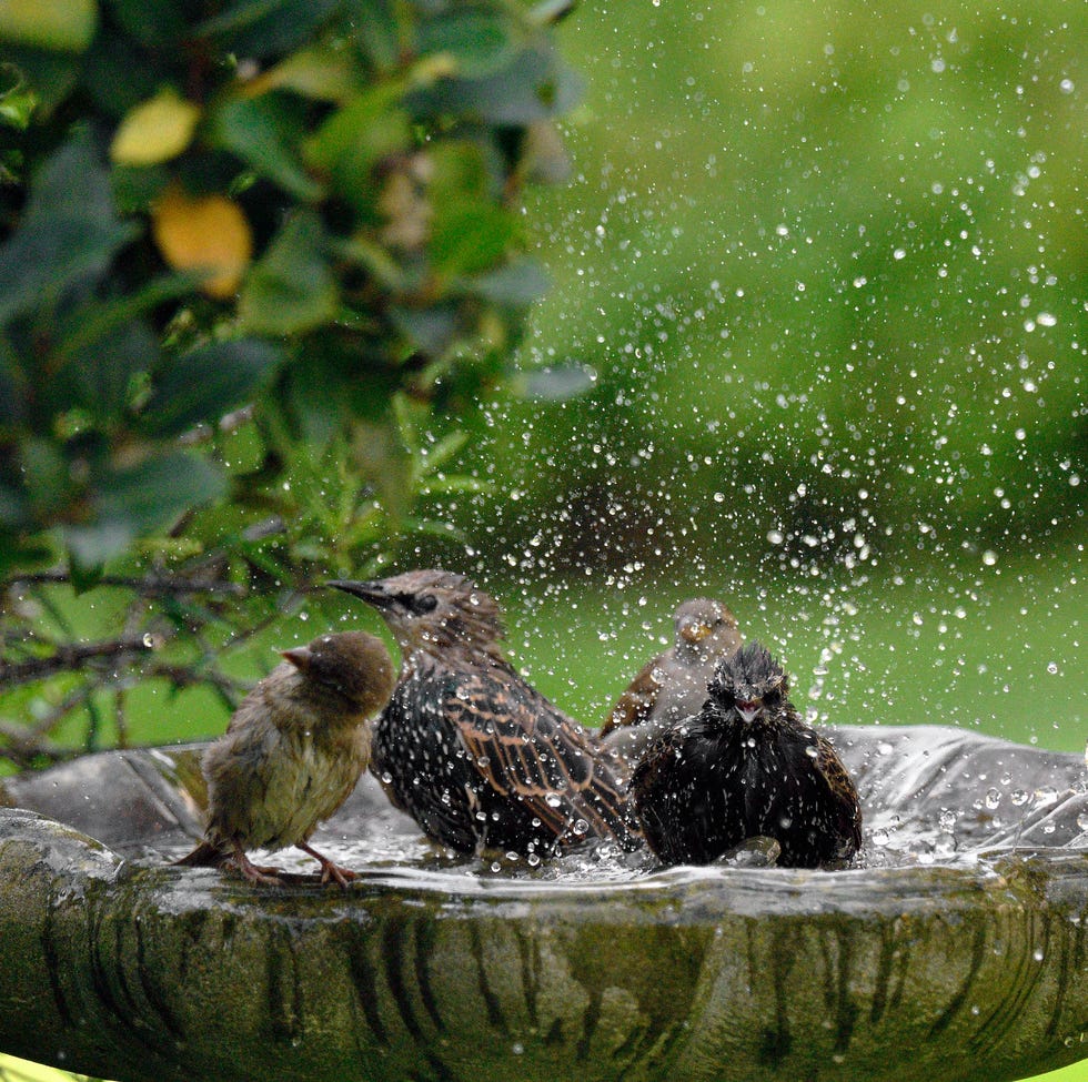Birds taking a bath birds taking a bath