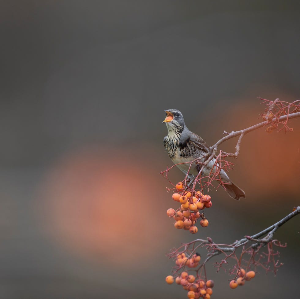 fieldfare turdus pilaris, adult perched in rowan tree, northamptonshire, january