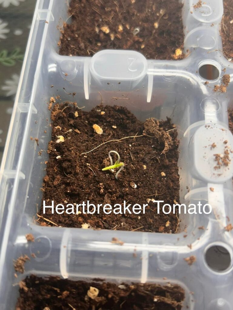 Seedling check! 🌱