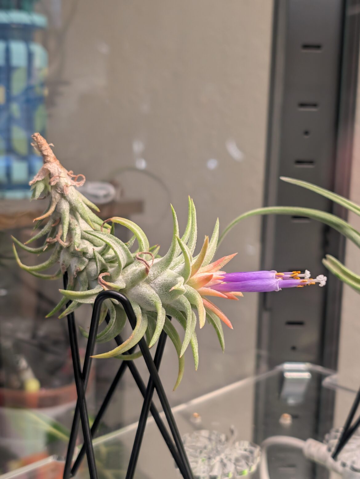 First bloom! Ionantha Vanhyningii