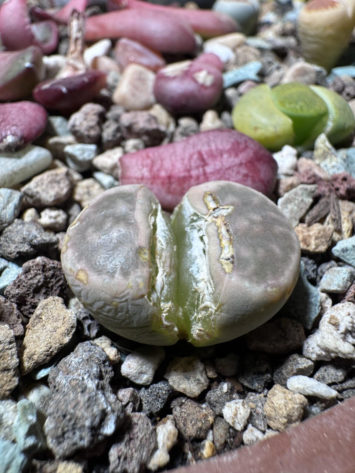 Anyone see this before?