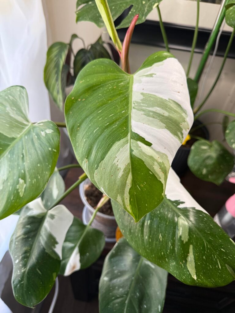 Brown spots on philo Brown spots on philo