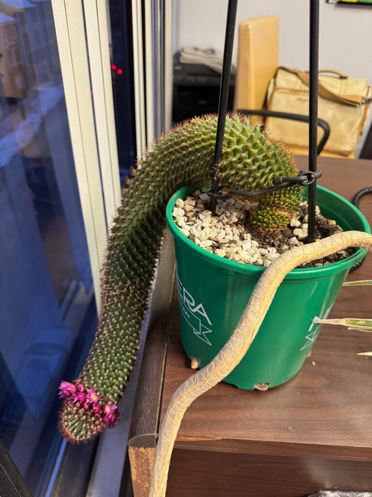 How to fix this blooming cactus?