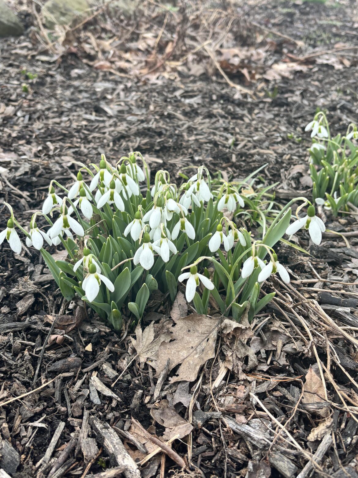 I just found snow drops for the first time this year! Hold on u guys because Spring is making her way!