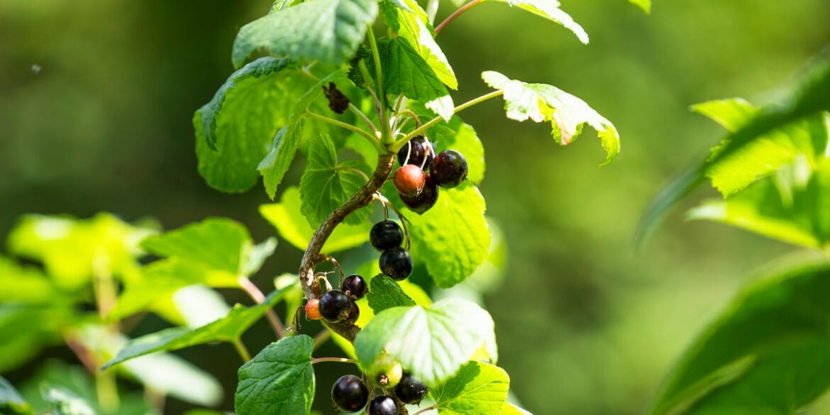 5 Garden Shrubs To Propagate In February Before It’s Too Late 5 Garden Shrubs To Propagate In February Before It's Too Late
