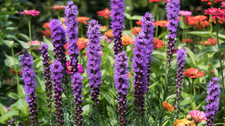 Closeup of purple blazing star blooms