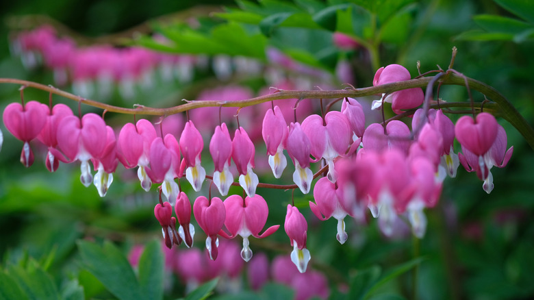 Closeup of bleeding heart vines