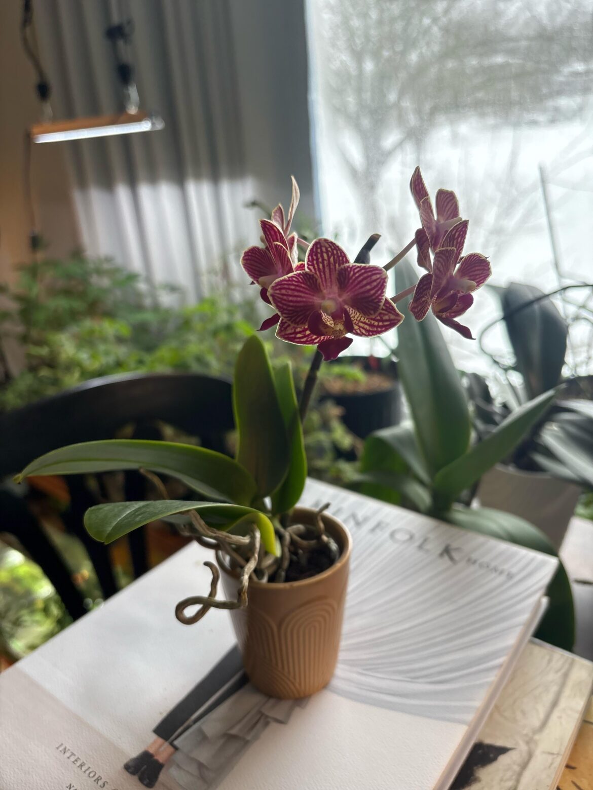 5 beautiful little blooms