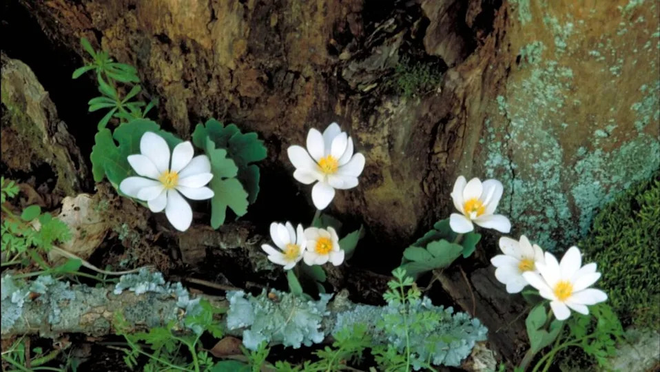 Bloodrot Sanguinaria canadensis