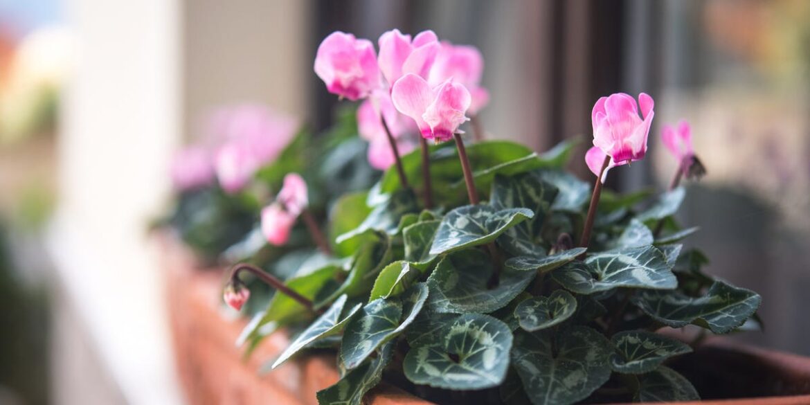 5 Plants to Grow in Containers Before Spring