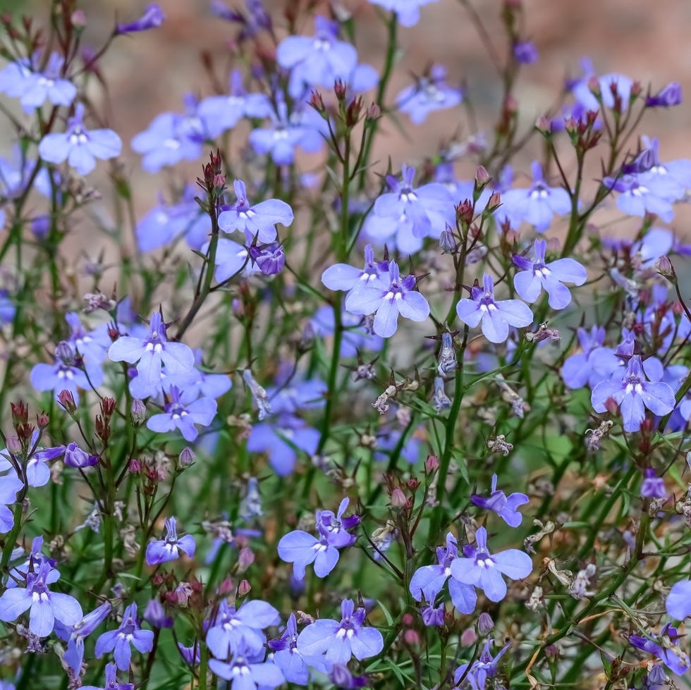 blue lobelia flowers. lobelia erinus is a beautiful low growing, herbaceous flowering plant in the campanulaceae family. summer flowery field.