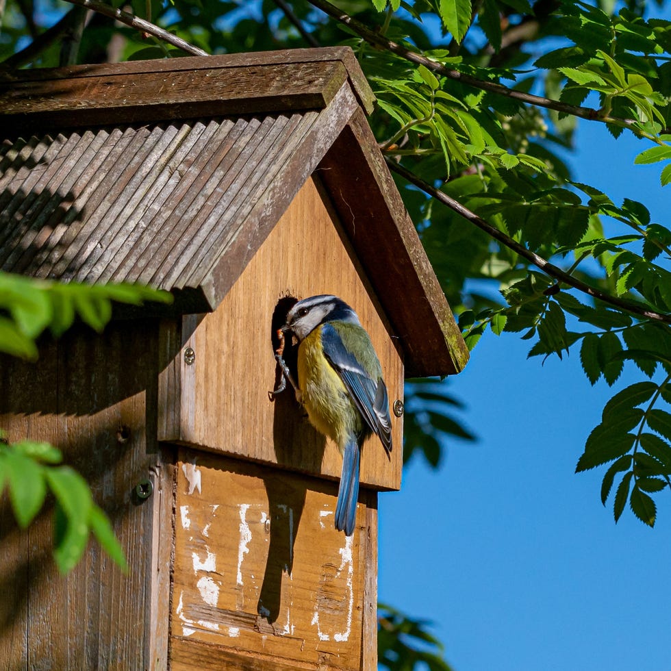 Blue tit garden bird male bluetit bird, cyanistes caeruleus, visiting nest box with a small caterpillar for the female who incubates eggs