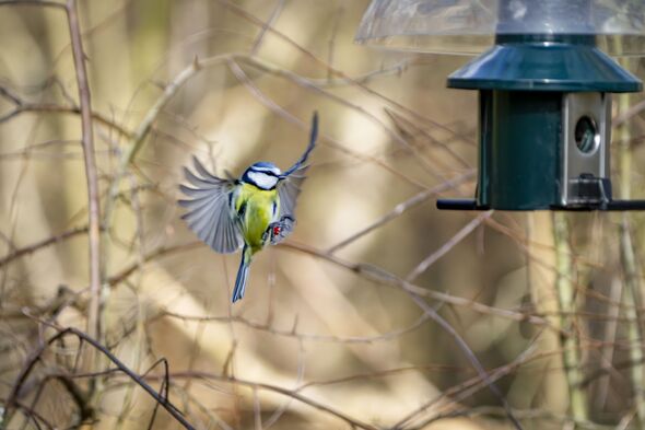 Blue tit flying towards a bird feeder in springtime