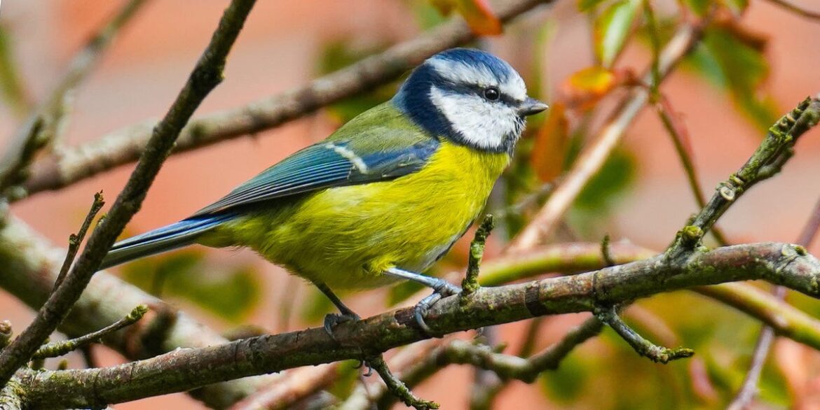 The 4 Bird Box Mistakes That Could Put Nesting Blue Tits and Robins at Risk The 4 Bird Box Mistakes That Could Put Nesting Blue Tits and Robins at Risk