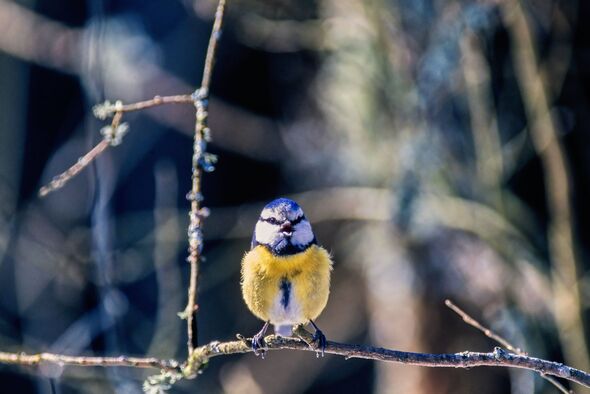 Blue tit sitting on a tree branch