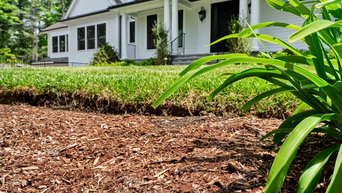 One homeowner shared how they're happily coexisting with a native blue-tongued skink living under their driveway.