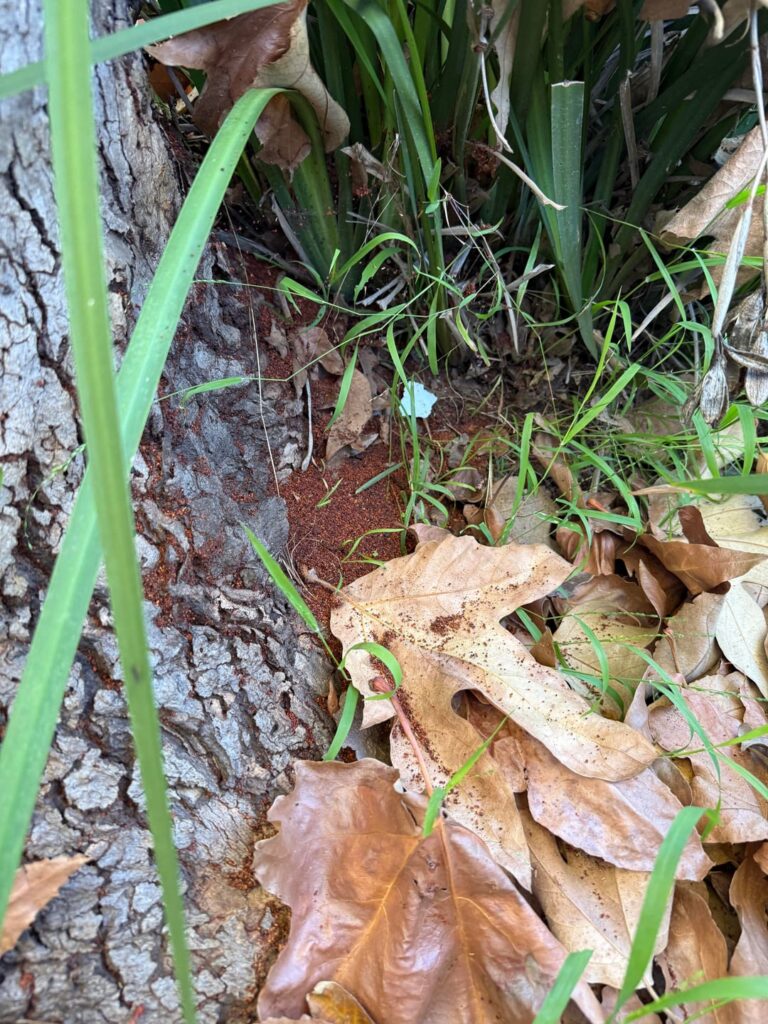 Western Sycamore Health