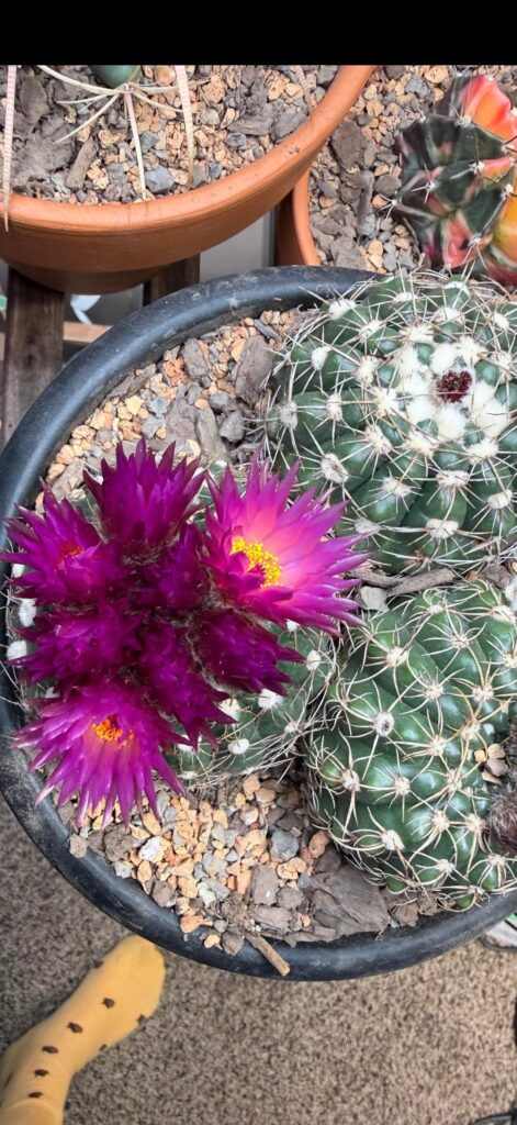 My cactus is blooming!