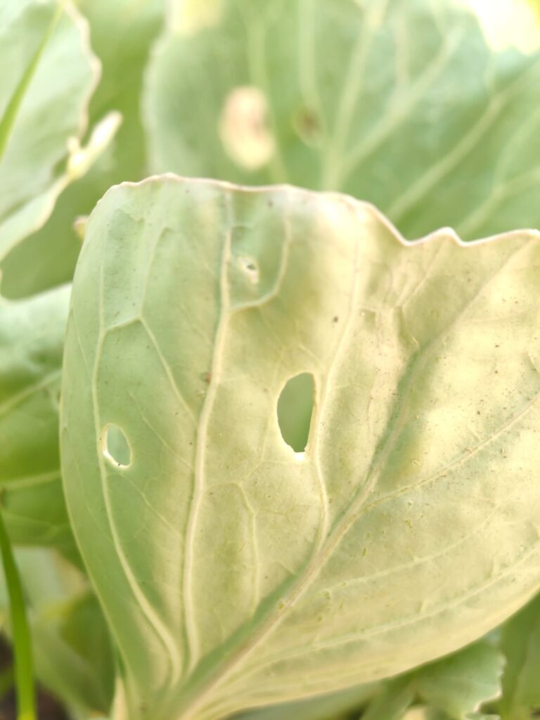 Someone is eating my cabbage?