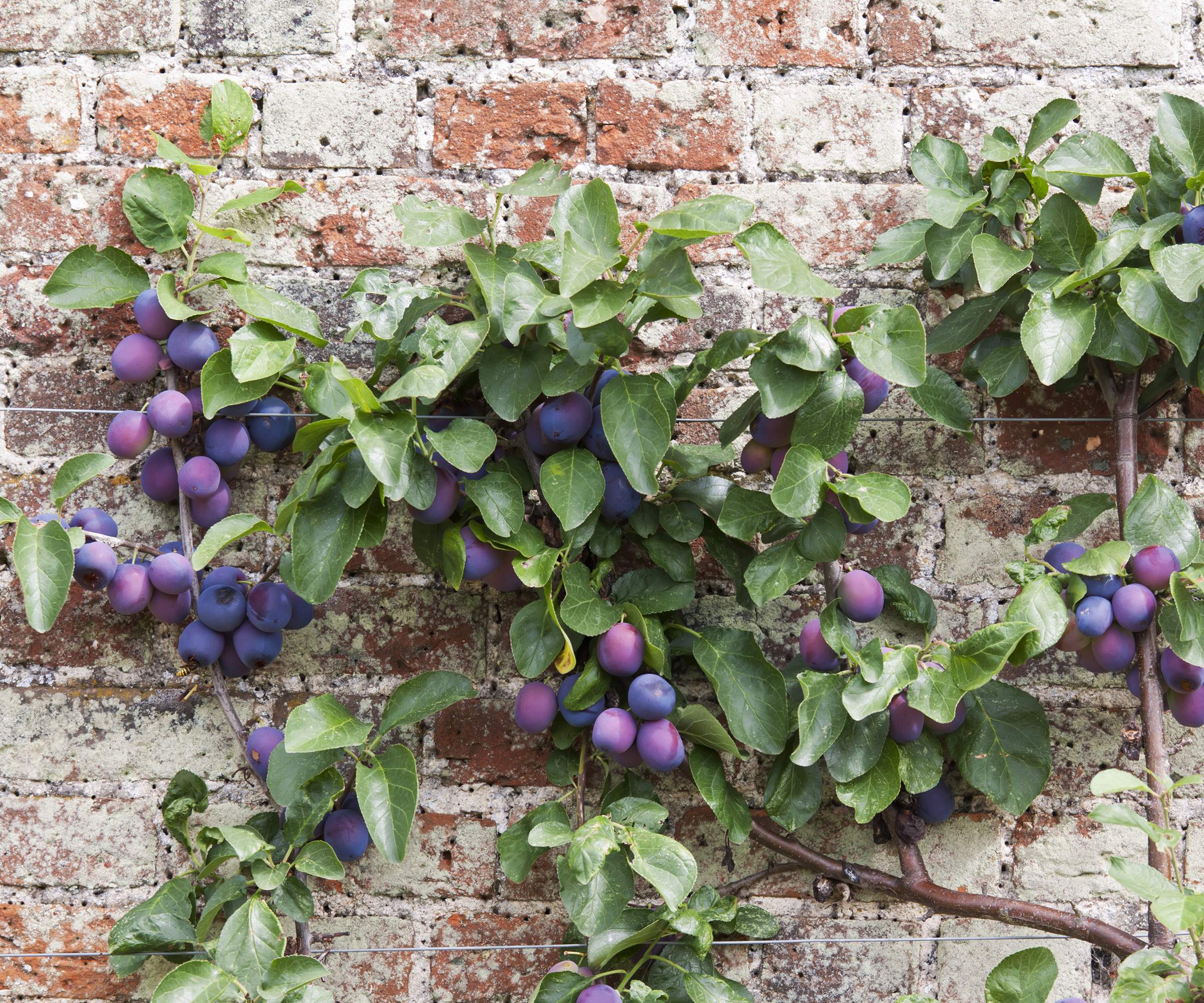 An espalliered plum tree against a red brick garden wall