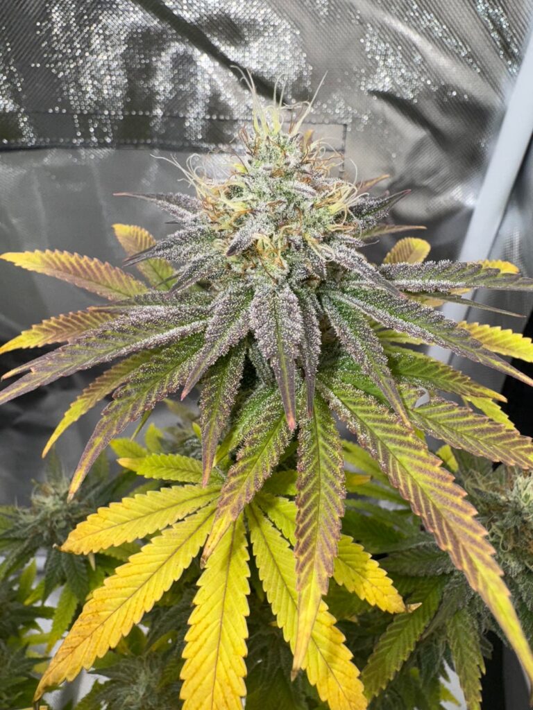 Irie Maiden- Romulan Genetics