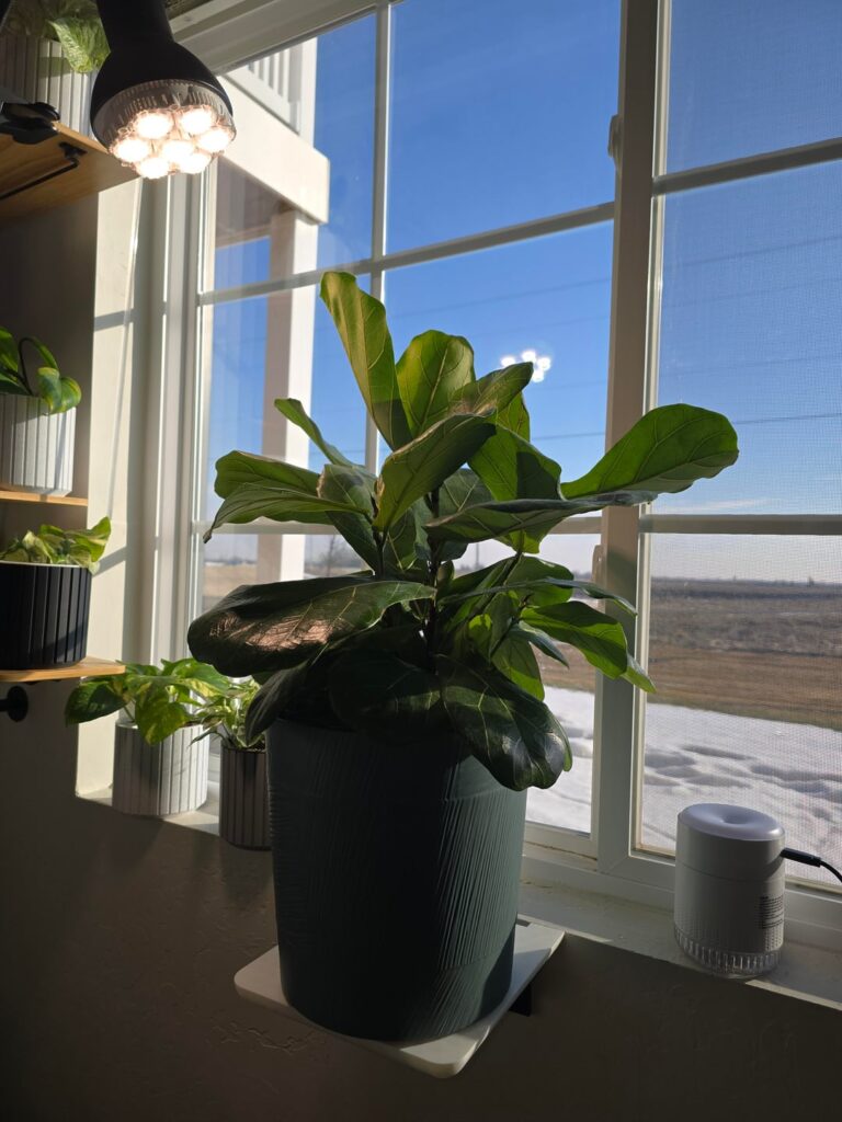 FLF