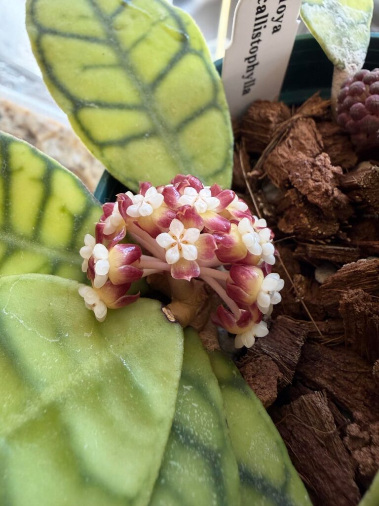 Hoya callistophylla blooming! What a nice surprise.