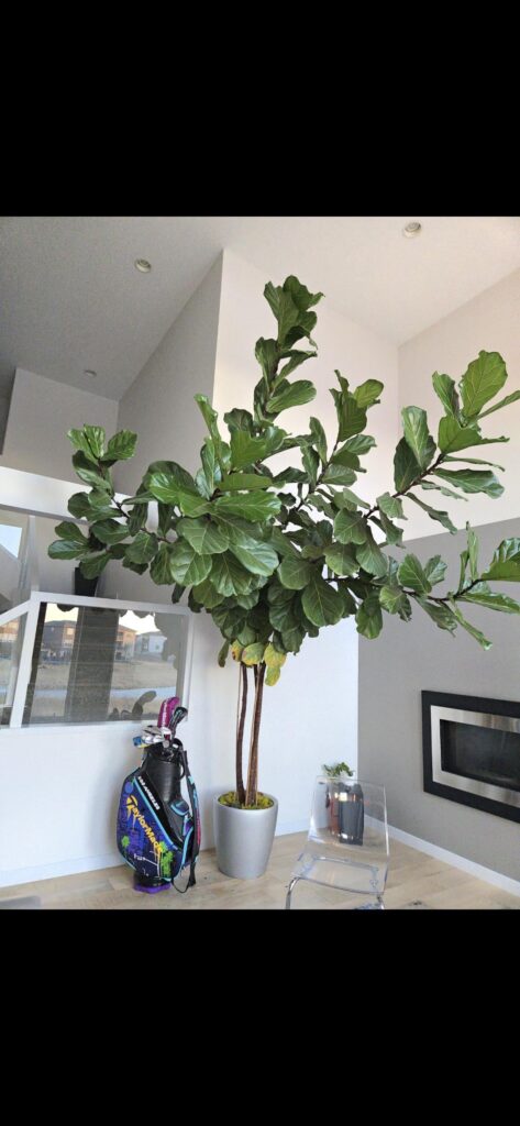 Giant Fiddle Leaf Fig - Top Heavy